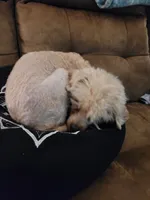 Dollie, a female Poodle - Toy  for sale in Charlotte, NC – 2 of 4