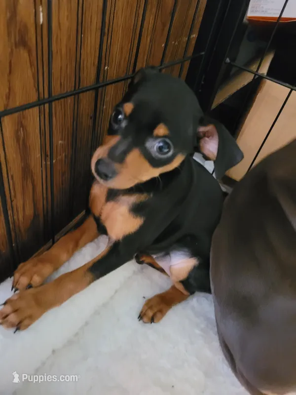 Murray  – Miniature Pinscher puppy for sale in Charlotte, NC