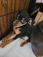 Murray , a male Miniature Pinscher for sale in Charlotte, NC – 1 of 1