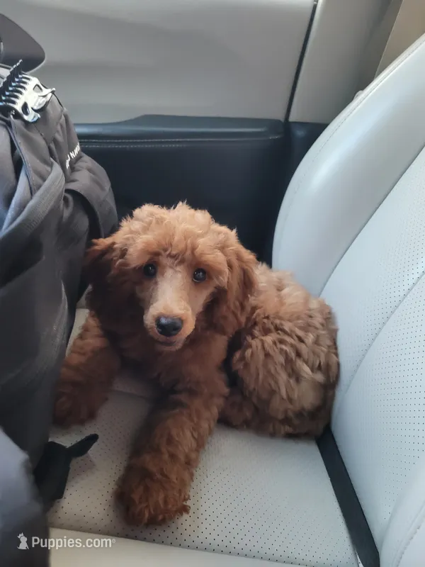 Willow – Poodle - Miniature  puppy for sale in Charlotte, NC