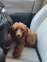 Willow, a female Poodle - Miniature  for sale in Charlotte, NC – 1 of 2