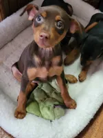 Zena, a female Miniature Pinscher for sale in Charlotte, NC – 3 of 5