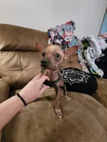 Chicco, a male Chinese Crested for sale in Charlotte, NC – 3 of 5