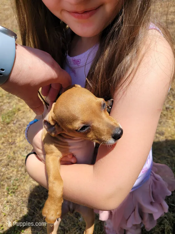 Pup 4, a female Chihuahua and Miniature Pinscher for sale in Charlotte, NC – Photo 1 of 4