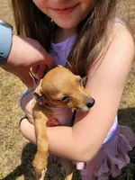 Pup 4, a female Chihuahua and Miniature Pinscher for sale in Charlotte, NC – Photo 1 of 4
