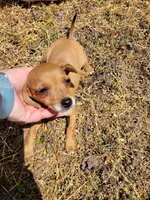 Pup 4, a female Chihuahua and Miniature Pinscher for sale in Charlotte, NC – Photo 3 of 4