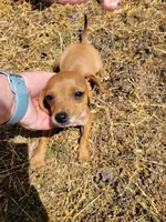 Pup 4, a female Chihuahua and Miniature Pinscher for sale in Charlotte, NC – Photo 2 of 4