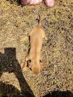 Pup 4, a female Chihuahua and Miniature Pinscher for sale in Charlotte, NC – Photo 4 of 4