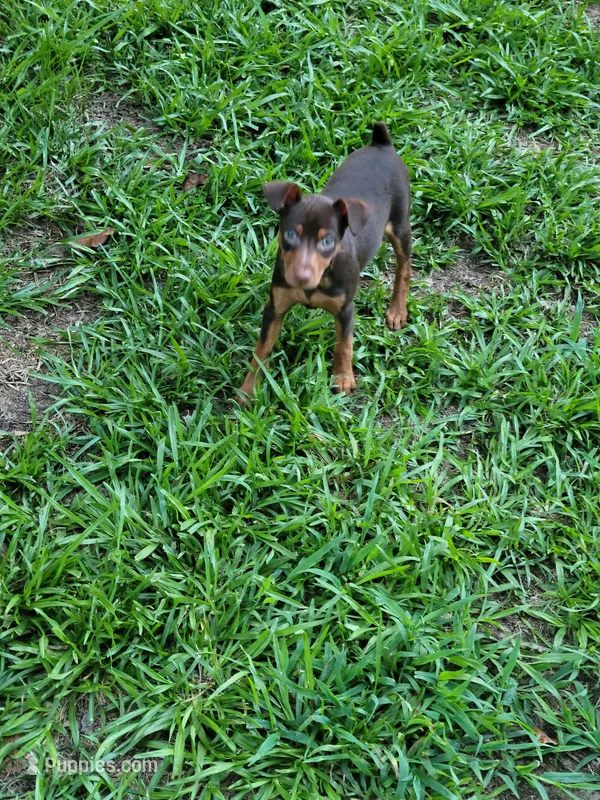 Zena – Miniature Pinscher puppy for sale in Charlotte, NC