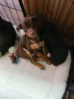 Zena, a female Miniature Pinscher for sale in Charlotte, NC – 2 of 5