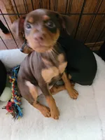 Zena, a female Miniature Pinscher for sale in Charlotte, NC – 5 of 5