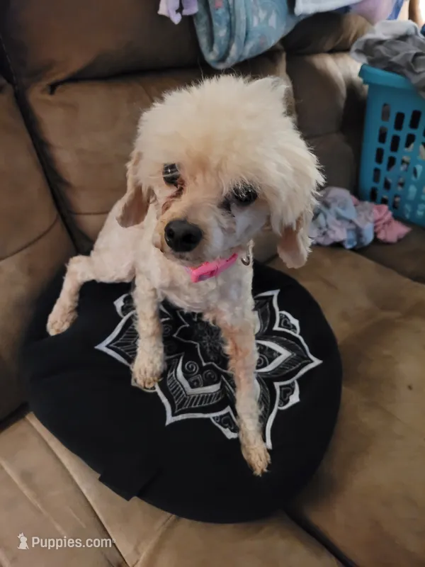 Dolle – Poodle - Toy  puppy for sale in Charlotte, NC