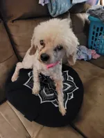 Dolle, a female Poodle - Toy  for sale in Charlotte, NC – 1 of 3