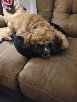 Paisley , a female Cocker Spaniel for sale in Charlotte, NC – 2 of 5