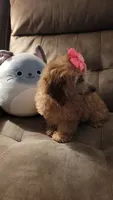 Poppy, a female Poodle - Miniature  for sale in Charlotte, NC – 6 of 7