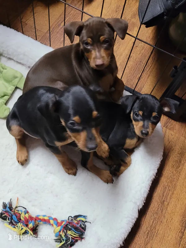 Willow  – Miniature Pinscher puppy for sale in Charlotte, NC