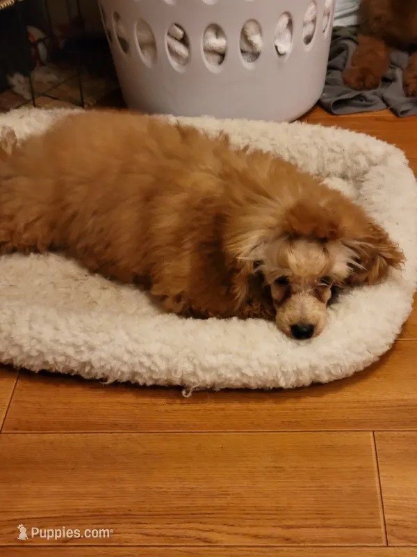 AKC Piper – Poodle - Toy  puppy for sale in Charlotte, NC