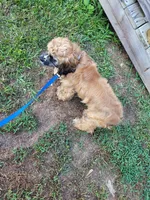 Paisley , a female Cocker Spaniel for sale in Charlotte, NC – 5 of 5