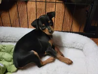 Harlen, a female Miniature Pinscher for sale in Charlotte, NC – 2 of 3