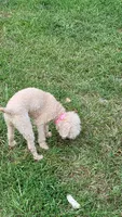 Dolle, a female Poodle - Toy  for sale in Charlotte, NC – 3 of 3