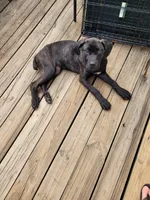 Raven , a female Cane Corso for sale in Charlotte, NC – 5 of 5