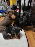 Zena, a female Miniature Pinscher for sale in Charlotte, NC – 1 of 5