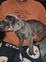 Little miss, a female Cane Corso for sale in Clarksburg, WV – Photo 2 of 2