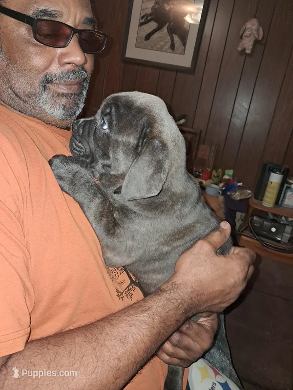 Little miss – Cane Corso puppy for sale in Clarksburg, WV