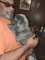 Little miss, a female Cane Corso for sale in Clarksburg, WV – Photo 1 of 2