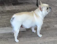JELLY, a female French Bulldog for sale in Colorado Springs, CO – 5 of 5