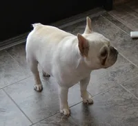 JELLY, a female French Bulldog for sale in Colorado Springs, CO – 4 of 5