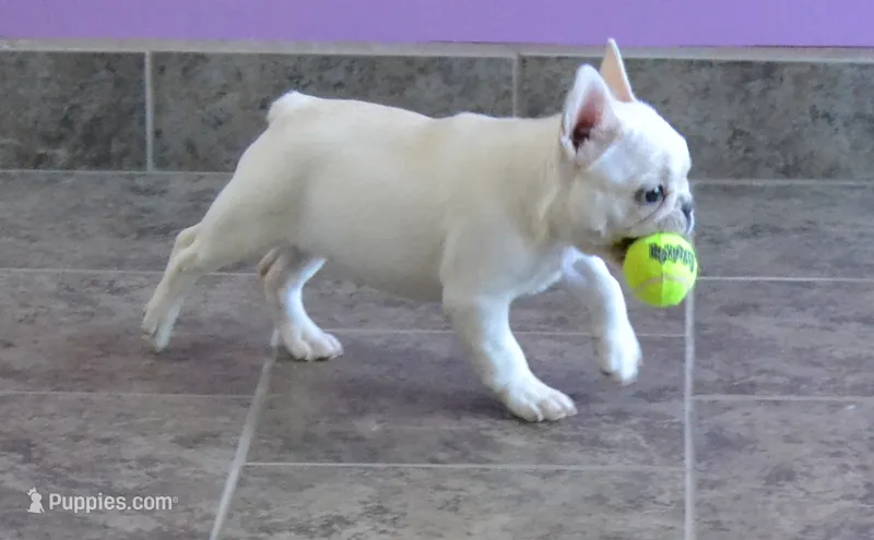JELLY – French Bulldog puppy for sale in Colorado Springs, CO