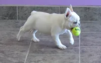 JELLY, a female French Bulldog for sale in Colorado Springs, CO – 1 of 5