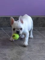 JELLY, a female French Bulldog for sale in Colorado Springs, CO – 2 of 5