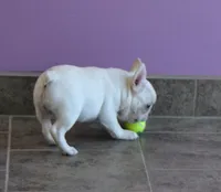 JELLY, a female French Bulldog for sale in Colorado Springs, CO – 3 of 5