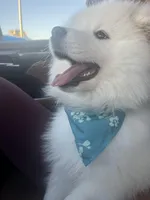 Charlie, a male Samoyed for sale in Tampa, FL – Photo 2 of 9