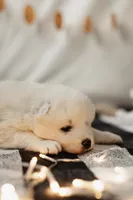 Charlie, a male Samoyed for sale in Tampa, FL – Photo 7 of 9