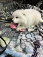 Charlie, a male Samoyed for sale in Tampa, FL – Photo 6 of 9