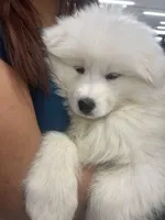 Charlie, a male Samoyed for sale in Tampa, FL – Photo 3 of 9