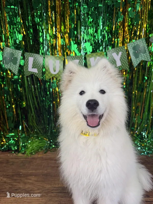 Charlie – Samoyed puppy for sale in Tampa, FL