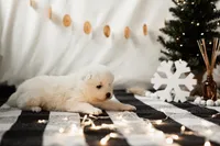 Charlie, a male Samoyed for sale in Tampa, FL – Photo 9 of 9