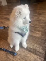 Charlie, a male Samoyed for sale in Tampa, FL – Photo 5 of 9