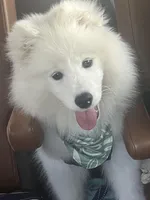 Charlie, a male Samoyed for sale in Tampa, FL – Photo 1 of 9