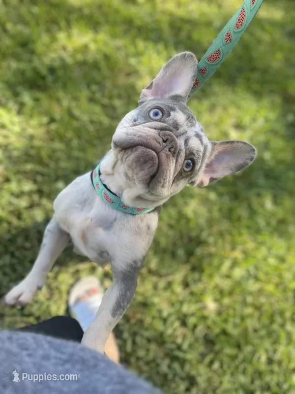 Sprinkles  – French Bulldog puppy for sale in Miami, FL
