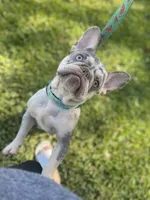 Sprinkles , a female French Bulldog for sale in Miami, FL – 1 of 3