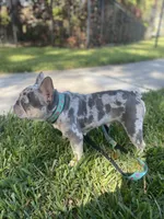 Sprinkles , a female French Bulldog for sale in Miami, FL – 3 of 3