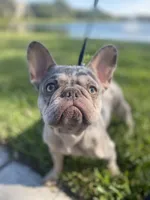 Sprinkles , a female French Bulldog for sale in Miami, FL – 2 of 3