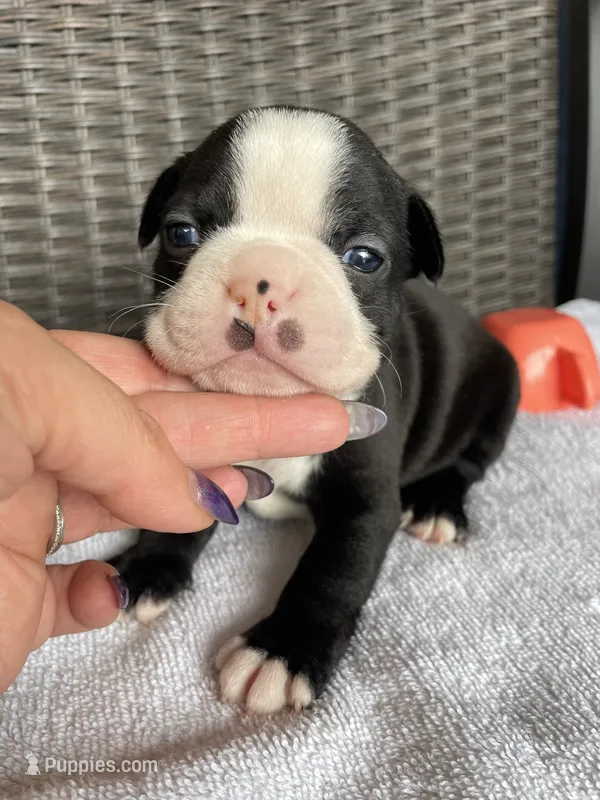 Female 3 – Boston Terrier puppy for sale in Charlottesville, VA