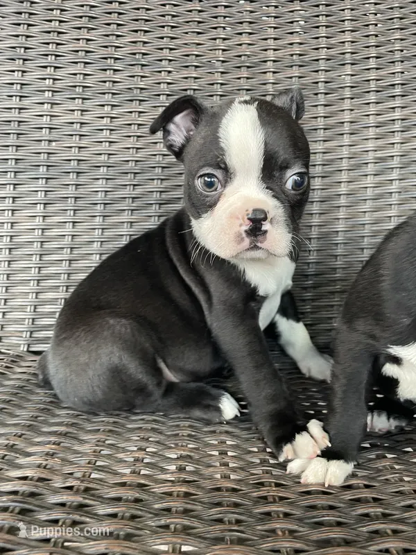 Male 1  – Boston Terrier puppy for sale in Charlottesville, VA
