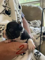 Male 2 , a  Boston Terrier for sale in Charlottesville, VA – 5 of 6